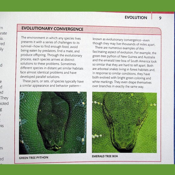 Book - Snake: The Essential Visual Guide by Chris Mattison - Picture 6 of 16